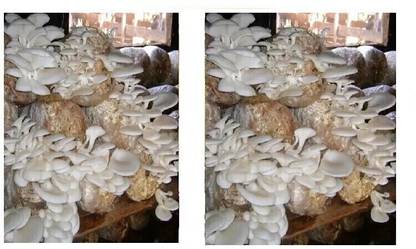 Arko Oyster Mushroom Spawn Grain Seeds – First Generation High Yield White Mycelium Seed