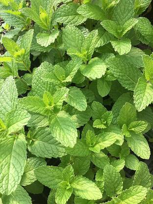VibeX XLL-18 - Mojito' Mint Plant Herb - (1350 Seeds) Seed