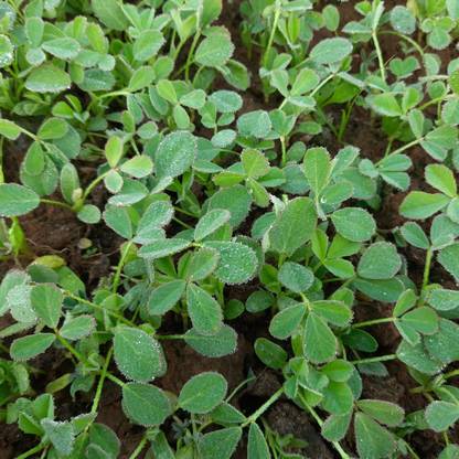 Aywal METHI Kasuri Seed