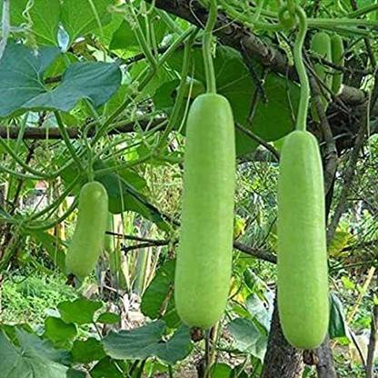 CYBEXIS TLX-24 - Long Bottle Gourd - (300 Seeds) Seed