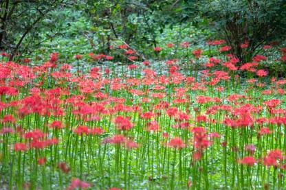 Bamboo kanakambaram-firecracker-crossandra Seed