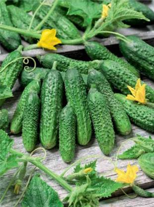 WHYGI Cucumber Parisian Gherkin Pickling Heirloom Non GMO-CuC_1570 Seed