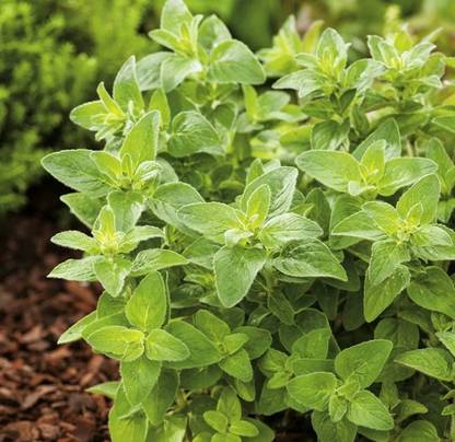 PROWSEED Common Oregano - Origanum Vulgare
P Seed