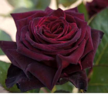 greenfarm NXC- Fragrant Rose Flower Seeds/Organic/ 70 X Seeds ,UUU6 Seed