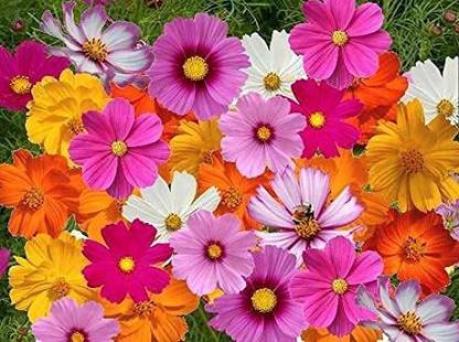 VibeX ATS-50 - Cosmos Mix Flowers - (30 Seeds) Seed