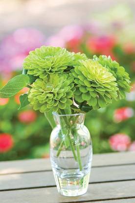 CYBEXIS ATS-33 - Rare Tequila Lime Zinnia - (90 Seeds) Seed