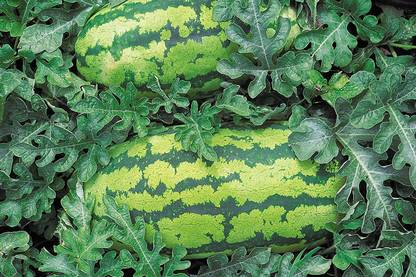 CYBEXIS GBPUT-78 - Georgia Rattlesnake Watermelon - (450 Seeds) Seed