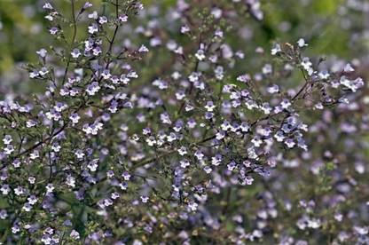 VibeX ® RXI-401 Blue Cloud Calamint - Mountain Mint Seed