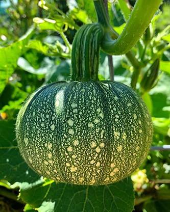 Aywal Organic Pumpkin Seeds Kaddu Kolu Seed