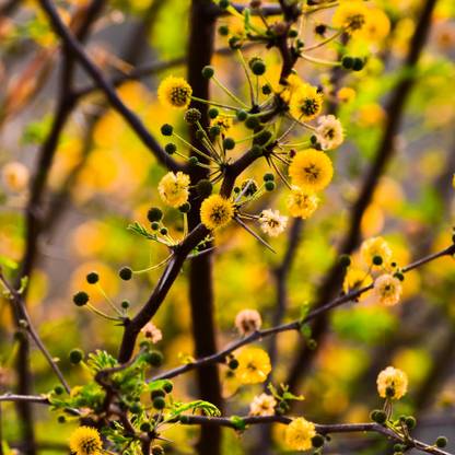 DeodarSeeds Babul, Thorn Mimosa or Gum Arabic Tree, Acacia nilotica Seed