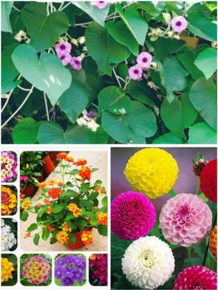 REENA combo pack,Lantana Plant /HYBRID dahlia mixed/Elephant Creeper (3 pack in 1) Seed
