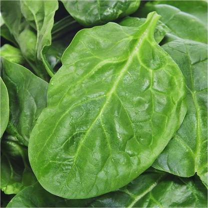 CYBEXIS KGF -71 - Giant Nobel Spinach - (750 Seeds) Seed