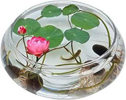 Aro Lotus, Kamal Seed