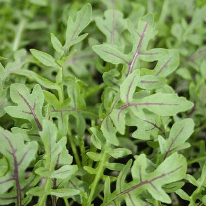 CYBEXIS NDIR-85 - Arugula - Dragon's Fire - (250 Seeds) Seed
