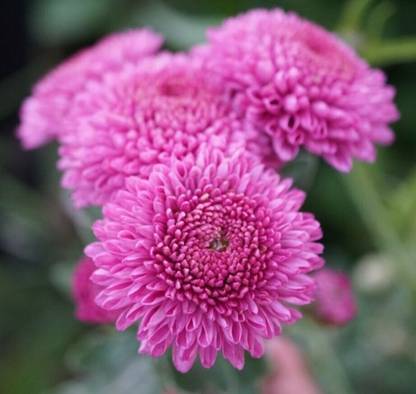 Vista KELVIN BONNIE BLUE CHRYSANTHEMUM Seed
