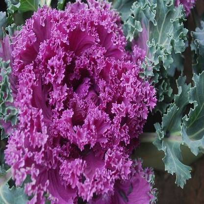 Mozette Organic ornamental kale herb Seed