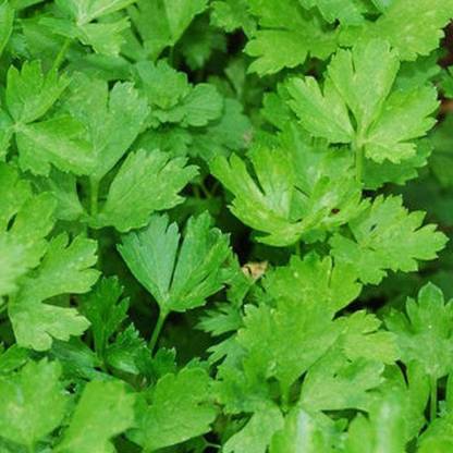 CYBEXIS KGF -37 - Forest Green Parsley - (750 Seeds) Seed