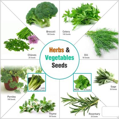 CYBEXIS Vegetable & Herb Seeds Combo Seed