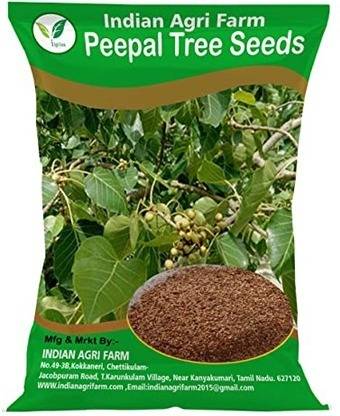 IAgriFarm Peepal Tree Seed/Ficus Religiosa/Arasamaram Tree/Sacred Tree Approx 8000 seeds Seed