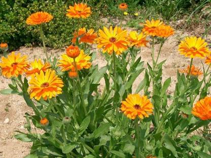 Platis Organic Caledula Seed