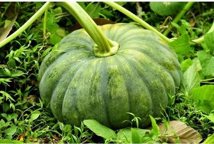 ErTh PUMPKIN SEEDS (Mathanga) Seed