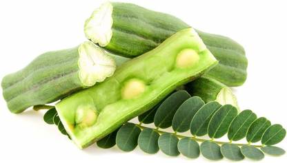 Biosnyg Drumstick Vegetable [250 Seeds] Seed