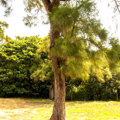 DeodarSeeds Australian Pine, Horsetail Tree, Casuarina equisetifolia Seed