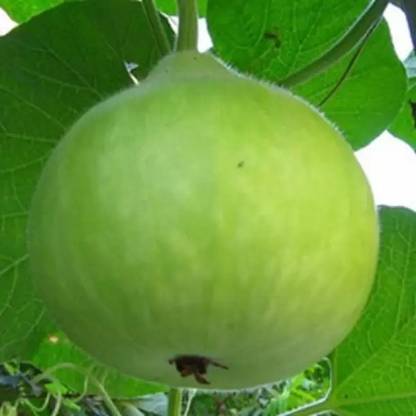 MAA Bottle Gourd round, Kaddu, Lauki Seed