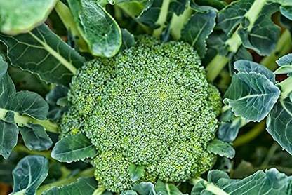 CYBEXIS LXI-22 - Non Gmo Broccoli - (450 Seeds) Seed