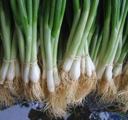CYBEXIS XLL-86 - He-Shi-Ko Onion - (1500 Seeds) Seed