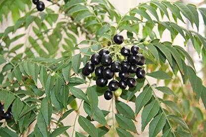 BDSresolve indian curry seeds/curry leaves seed 21 Seed