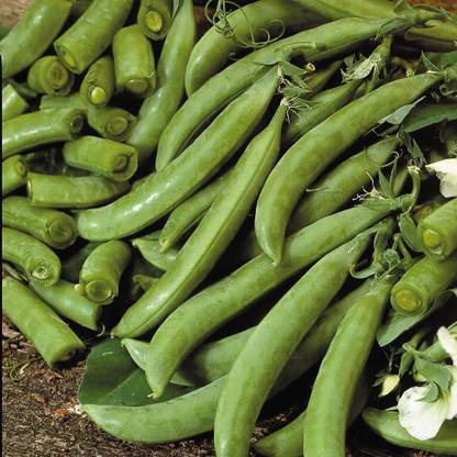 MYLAWN Pea Delikett Seed