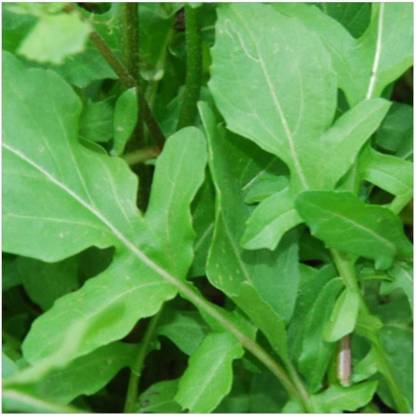 CYBEXIS Organic HERB Rocket Salad Cultivated-350 Seeds Seed