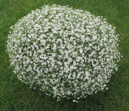 Lorvox Baby'S Breath Covenant Garden Gypsophila Elegans Flower Seed