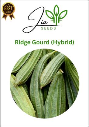 JIA RIDGE GOURD SEEDS, CHINESE OKRA SEEDS, RIDGE GUARD SEEDS, RIDGE GOURD SEED, TORAI Seed