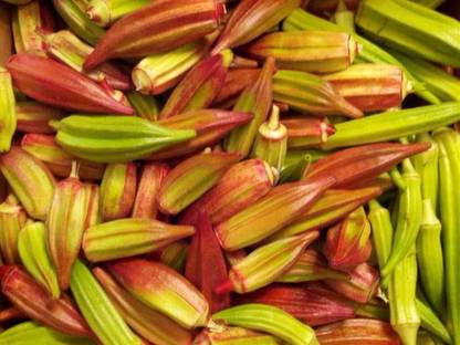 KNESSiN Okra STAR OF DAVID -{600 Seeds} Seed