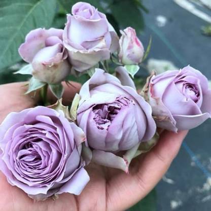 WILLVINE Rose “Blue Pompom/Kinda Blue” Rose Climbing Seed