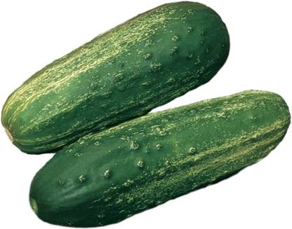 WILLVINE XL-88 Bushel Pickling Cucumber Seeds Seed
