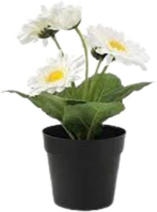 Lorvox Hybrid Gerbera Seeds Flower Seeds for Home Gardening Seed