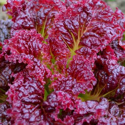 Aywal Round Lettuce Iceberg Vegetable Seed