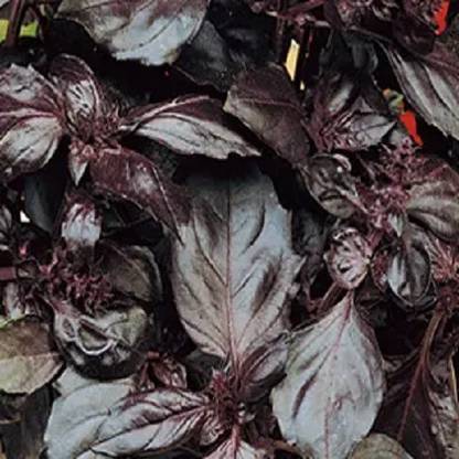 VibeX ® VLR-16 Basil Amethyst Improved (Purple) Seed