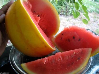 Qualtivate XXX-5A Watermelon - Golden Midget Seed