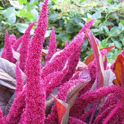 GreenBerry Amaranthus (chulai) seeds for kitchen,terrace gardening for home pack of 100 Seed