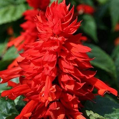 Lorvox Scarlet Red Sage Salvia Flower Seed