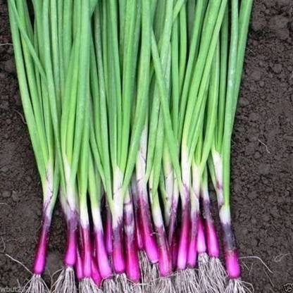 WILLVINE ATS-223 RED BUNCHING SEEDS - Apache ONION-1500 Seeds Seed