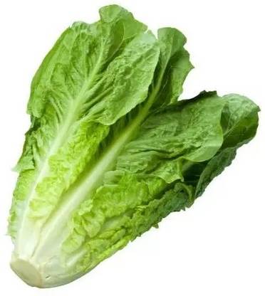 Quentova Lettuce green longleaf Seed