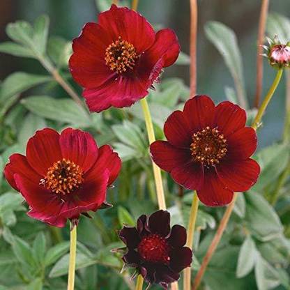 CYBEXIS LXI-22 - Chocolate Cosmos Flower - (30 Seeds) Seed
