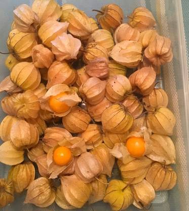 QALANDAR Golden Berry (Physalis Peruvianna) Cape Gooseberry Seed