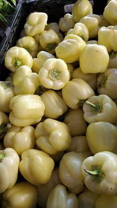 Aro White Capsicum, Capsicum, Bell Pepper Seed