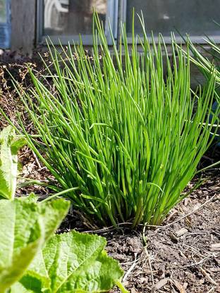 VibeX GUA-66 - Garlic Chives - (2250 Seeds) Seed